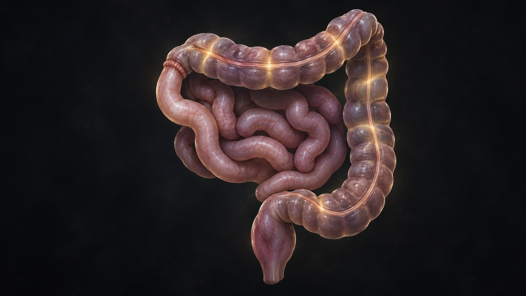 Original medical illustration for: Right-Sided Colon Surgery and Slower Bowel Recovery: What Patients Need to Know